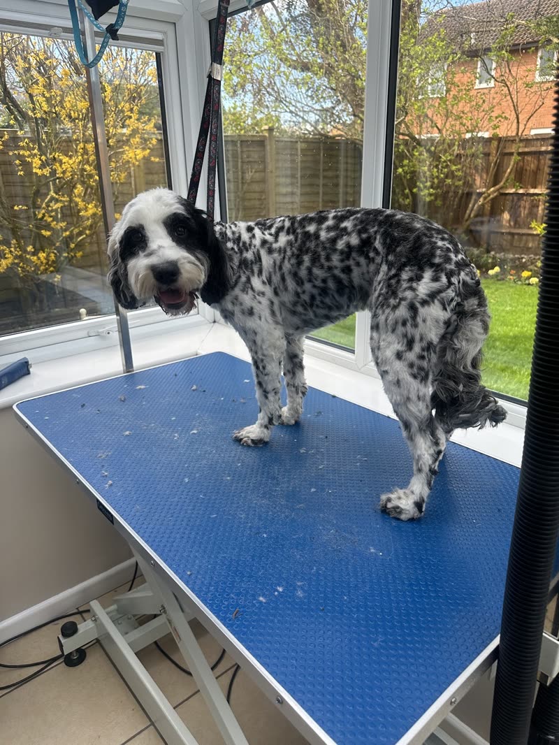 A freshly groomed black-and-white cockapoo on the grooming table in the bright conservatory salon
