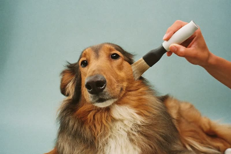 A long-haired dog being brushed out by hand