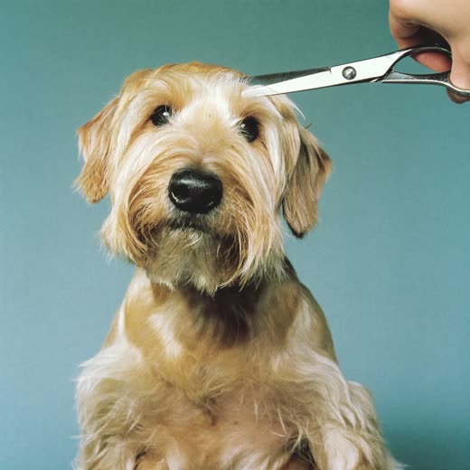A terrier mid-trim with grooming scissors alongside